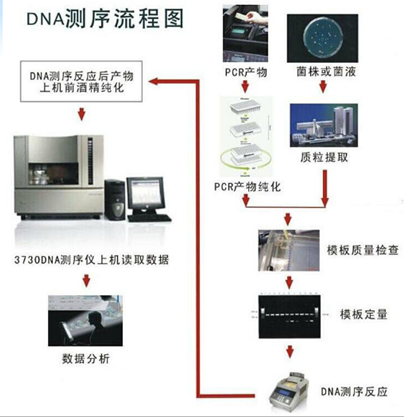 dna测序技术流程图